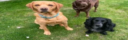 Cockerdor dogs for sale: Beautiful Cockador puppies.  in Crediton - Advert 6