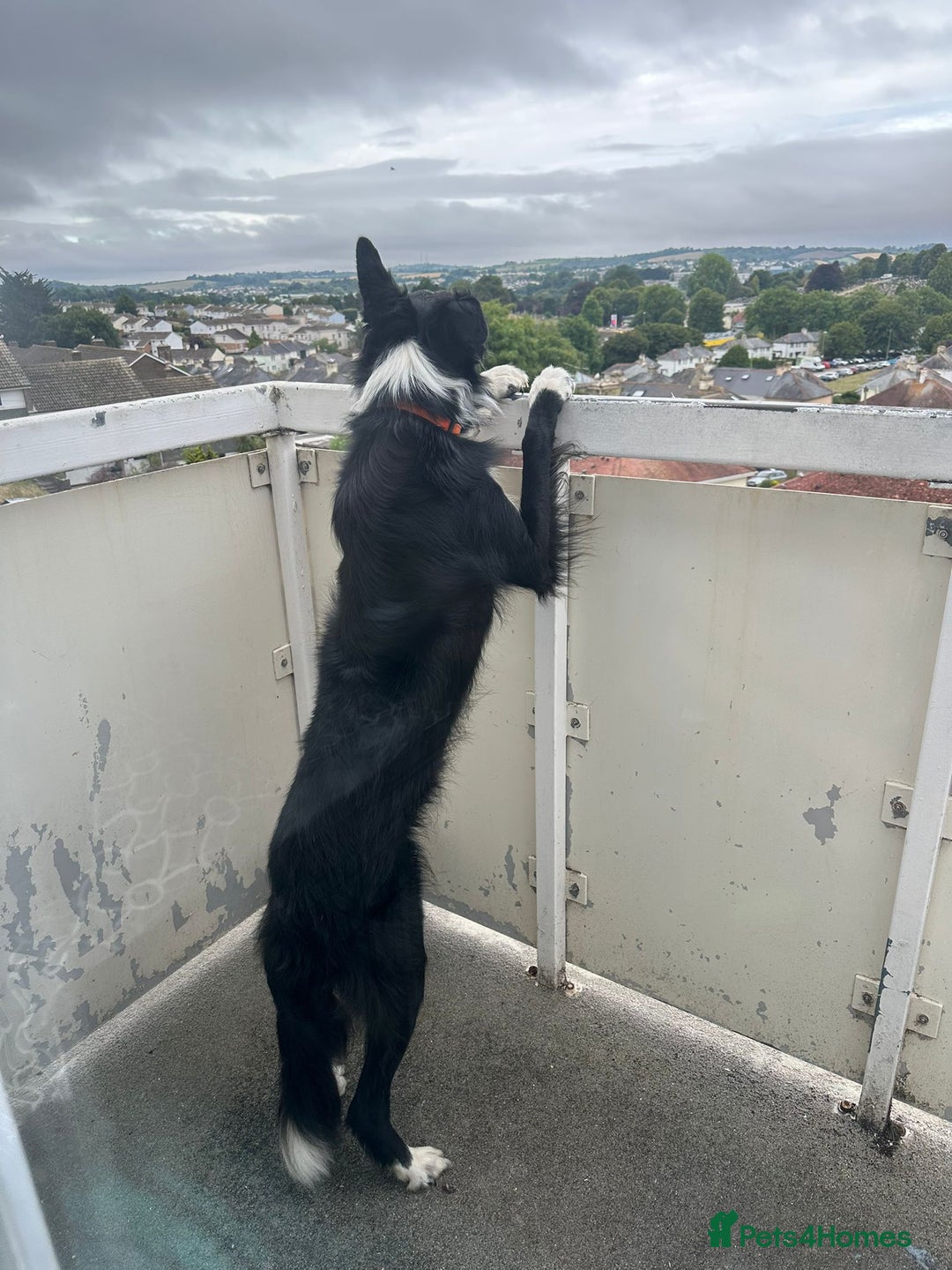 Border Collie dogs for sale: Border Collie (Benji) - Image 4
