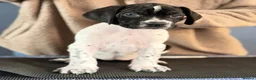 Pointer dogs for sale: Stunning Pedigree Pointer pups-will steal hearts - Advert 29