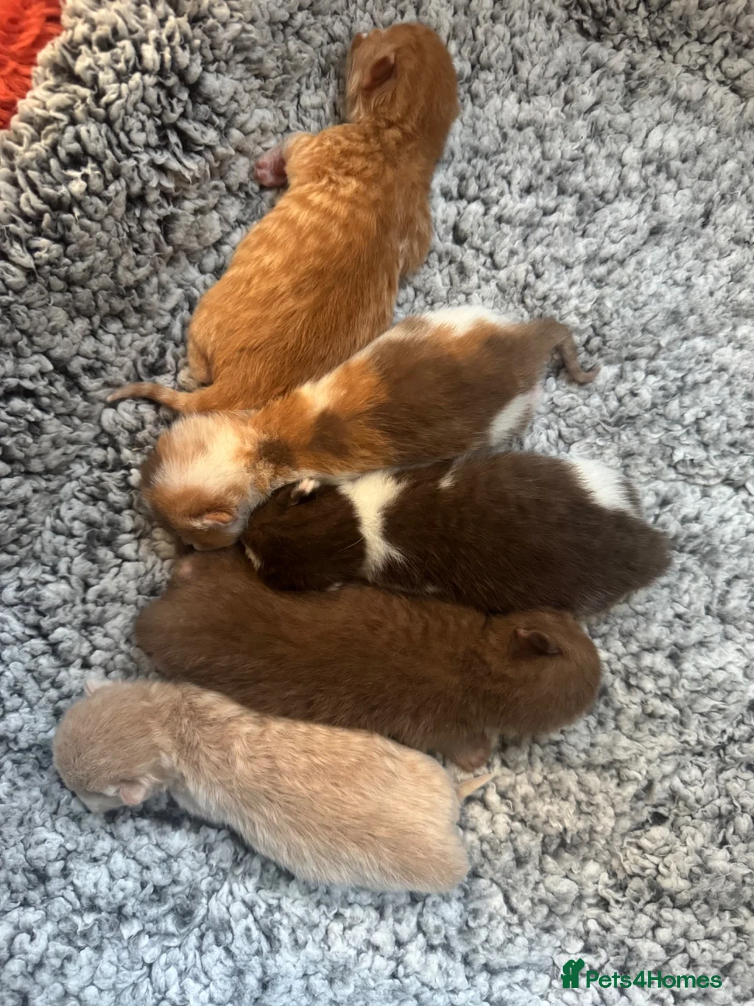 British Shorthair cats for sale: British Shorthair Kittens  - Advert 2