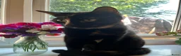 Mixed Breed cats for sale: 2 female cats for sale in Norwich - Advert 3
