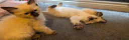 Ragdoll cats for sale: 6 purebred Ragdoll kittens reservations taken now  in Tiverton - Advert 1