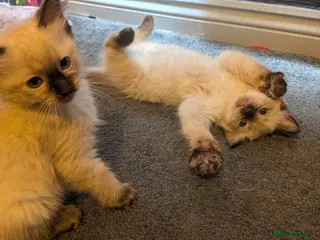 Ragdoll cats 6 purebred Ragdoll kittens reservations taken now - Advert 2