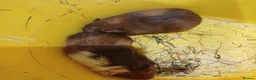Guinea Pig rodents for sale: Baby boy guinea pigs  available soon - Advert 12