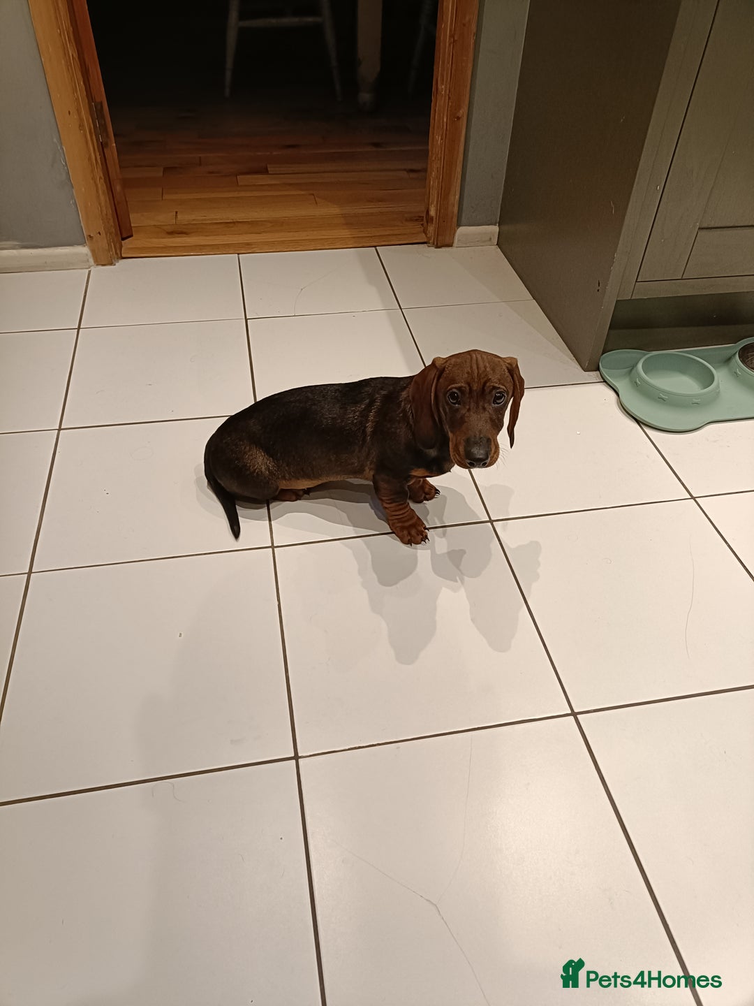 Dachshund dogs for sale: Wonderful Dachshund X Teckel for sale - Advert 3