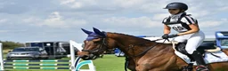 English Thoroughbred horses for sale: 16.1/2HH 17 YEAR OLD THOROUGHBRED EX-RACER GELDING in Newark - Advert 5