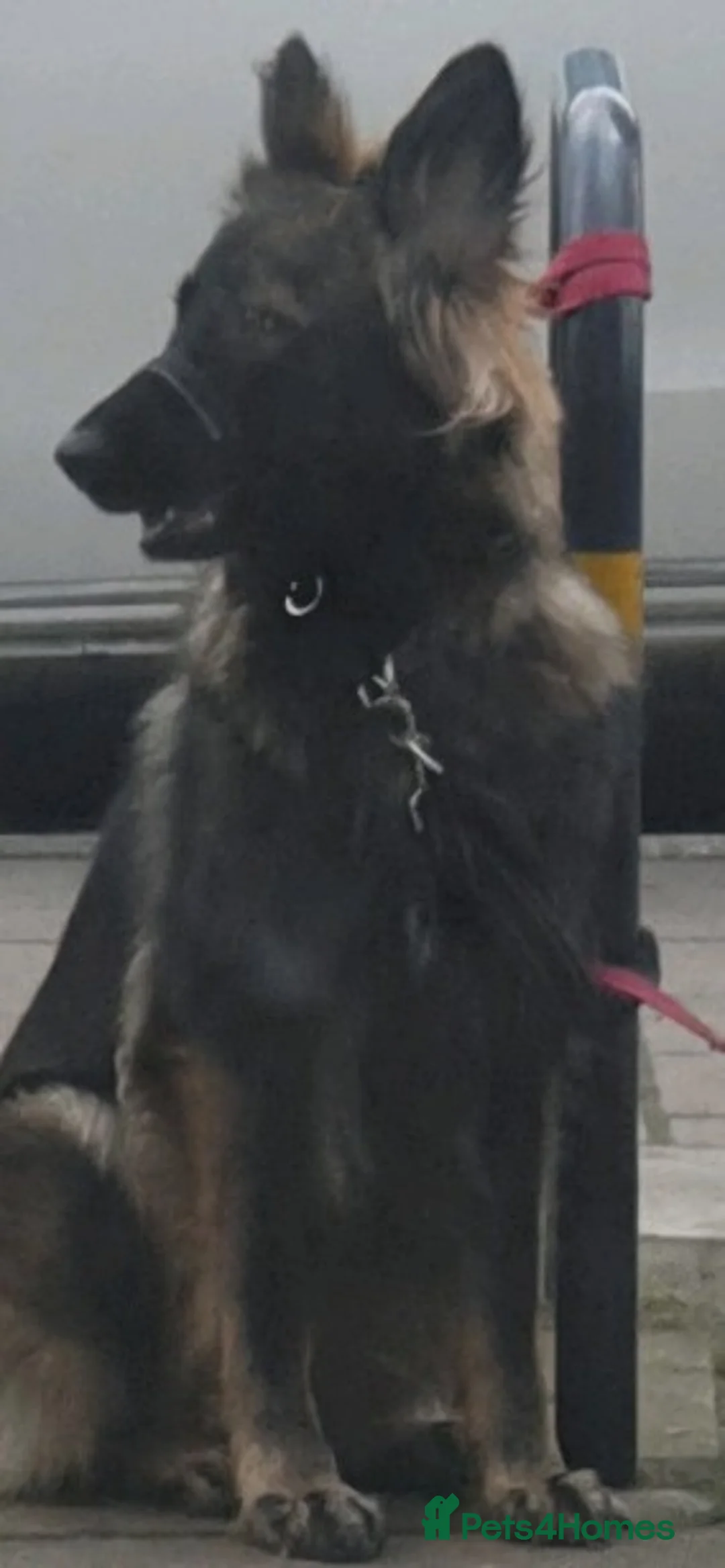 German Shepherd dogs for stud: Stud needed ASAP for my German shepherd - Advert 9