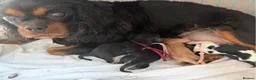 Cavalier King Charles Spaniel dogs for sale: Beautiful Cavalier King Charles Spaniel Puppies in Hitchin - Advert 11