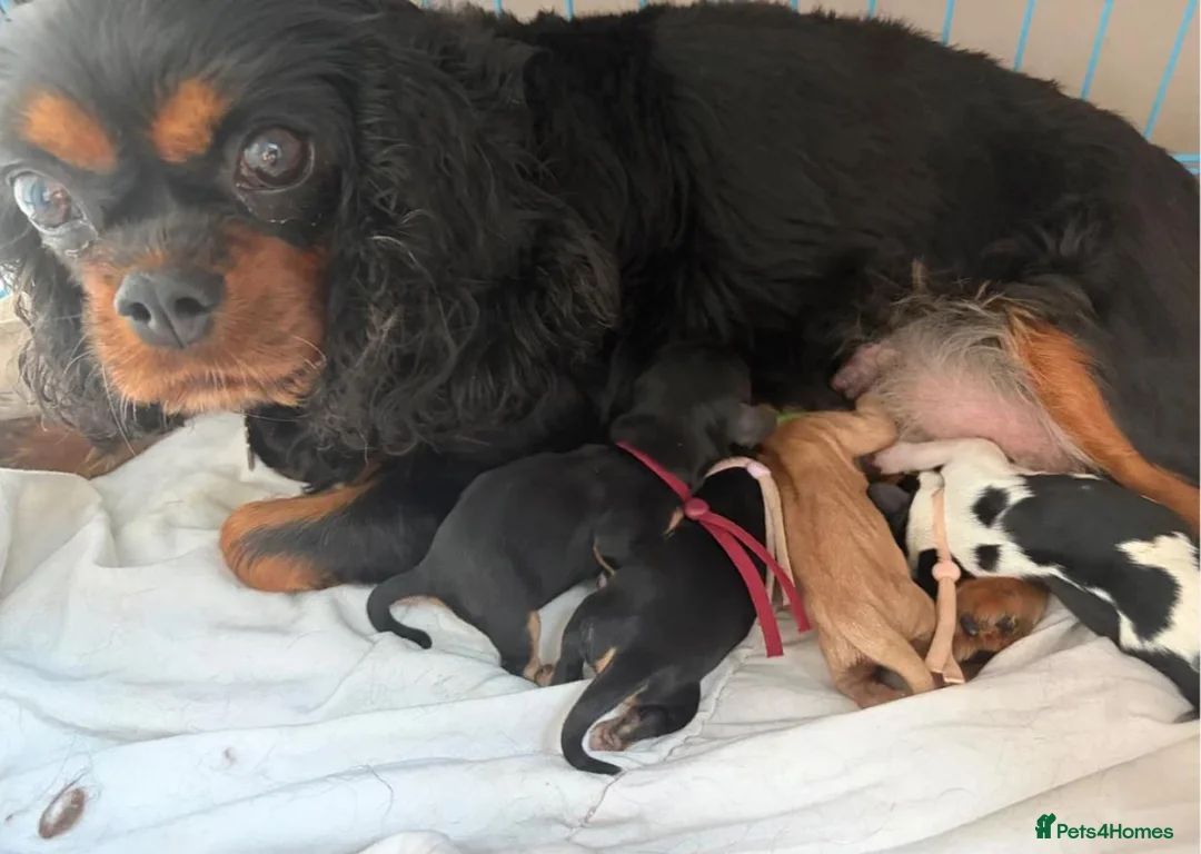 Cavalier King Charles Spaniel dogs for sale: Beautiful Cavalier King Charles Spaniel Puppies in Hitchin - Advert 11