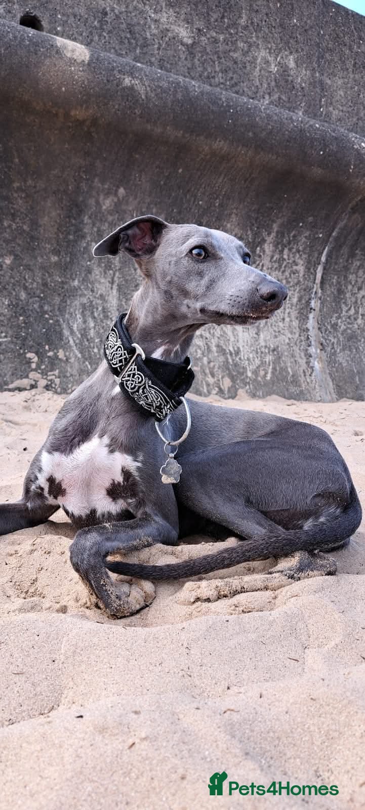 Whippet dogs KC Whippet Puppies: Champion Bloodlines - Advert 5