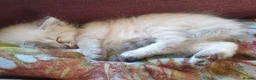 Siberian cats for sale: Soft and fluffy Siberian Neva Masquerade Kittens - Advert 32