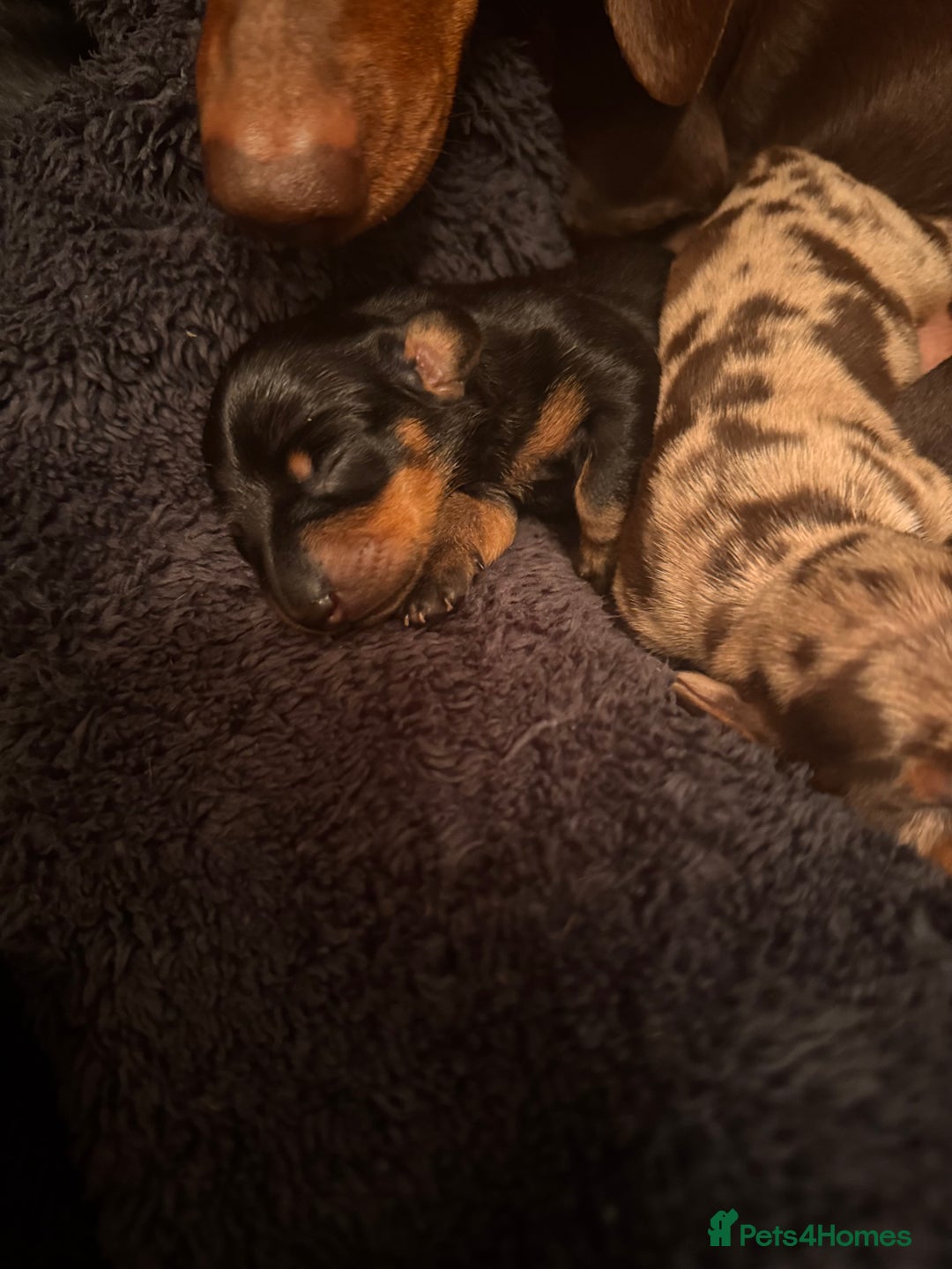 Miniature Dachshund dogs for sale: 🐾 miniature Dachshund females for sale🐾 - Image 19