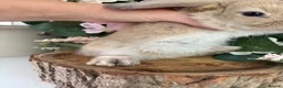 Mini Lop rabbits for sale: New born mini lop rabbits - Advert 8