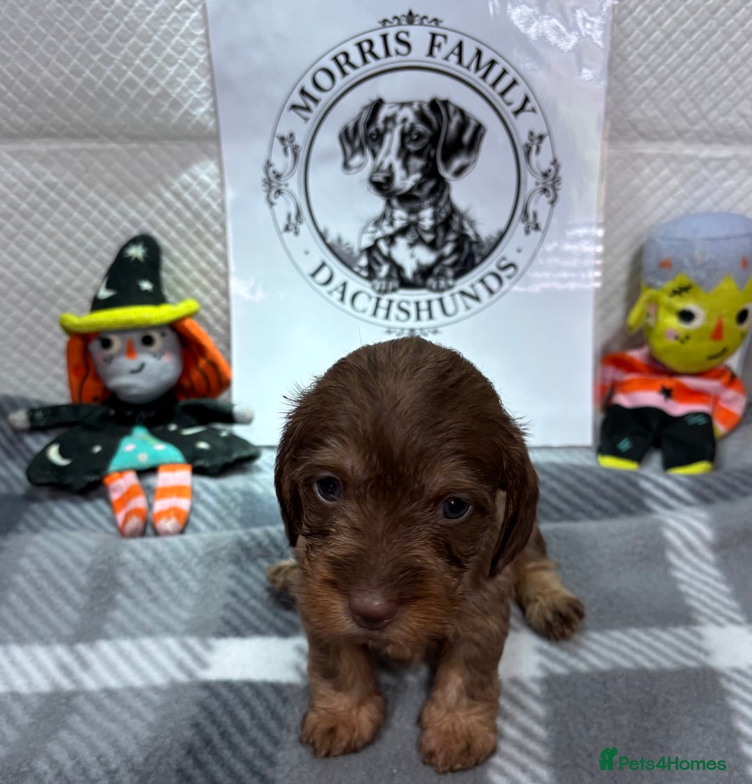 Miniature Dachshund dogs for sale: Stunning miniature wire haired dachshunds  - Image 16
