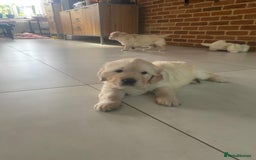 Golden Retriever dogs for sale: Golden Retriever Puppies - Collection 19 September - Image 5