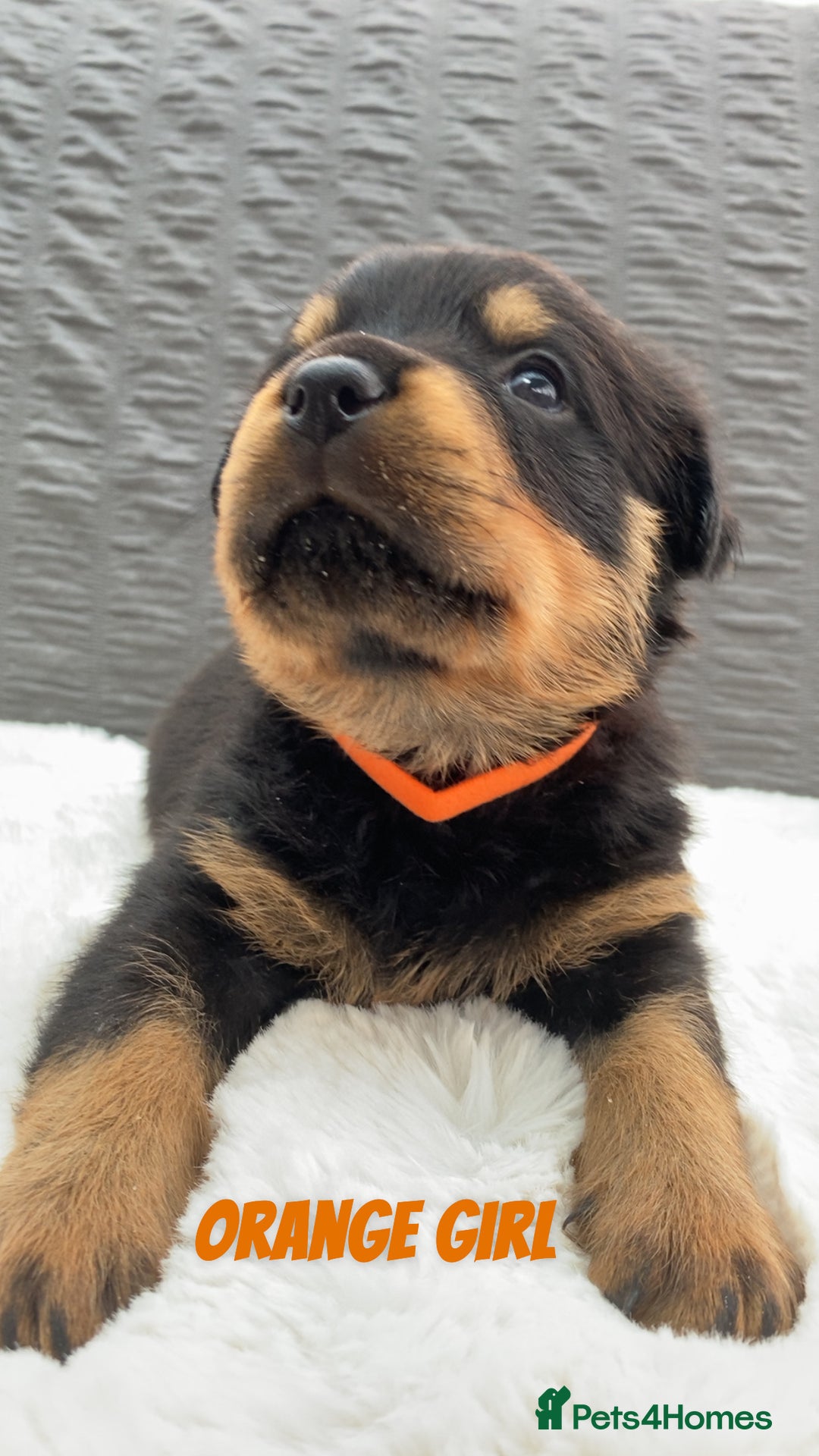 Rottweiler dogs for sale: Beautiful KC Rottweiler puppies - Image 30