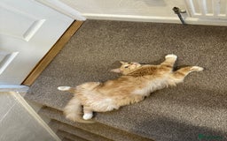 Ragdoll cats for sale: Leo - rehoming - Image 3