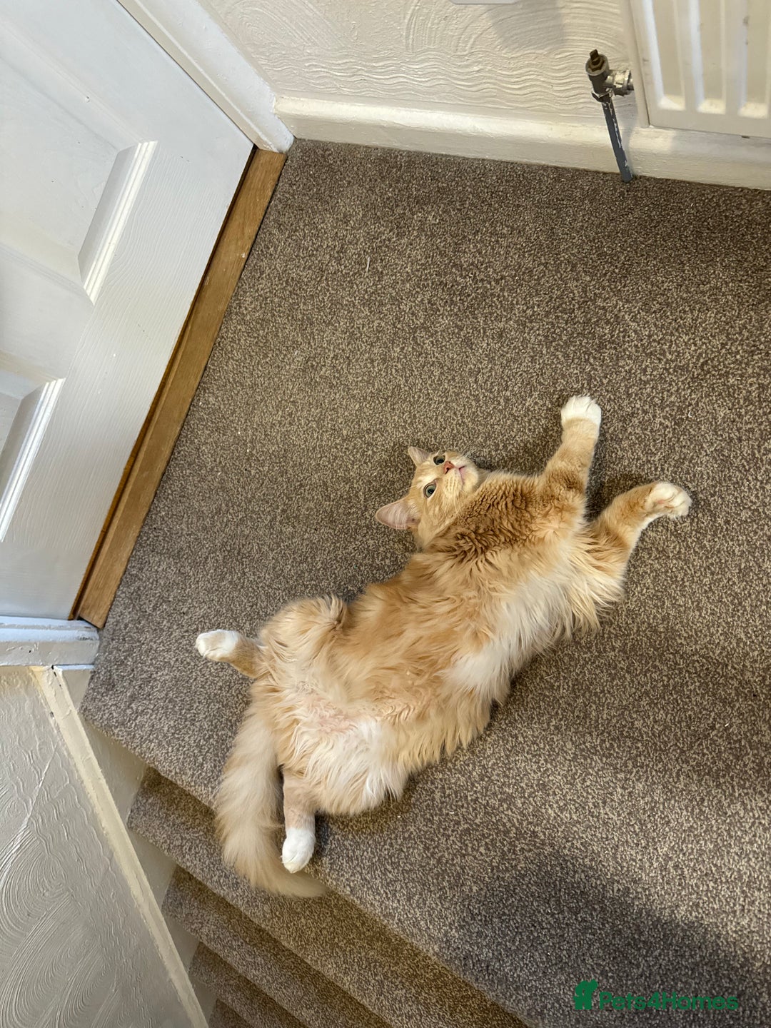 Ragdoll cats for sale: Leo - rehoming - Image 3