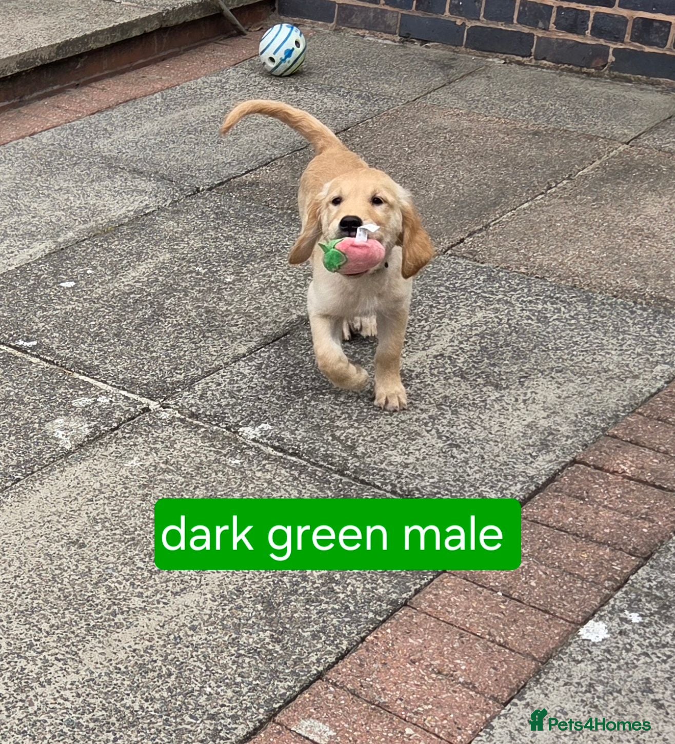 Golden Retriever dogs Beautiful natured pups fully vaccinated - Advert 2