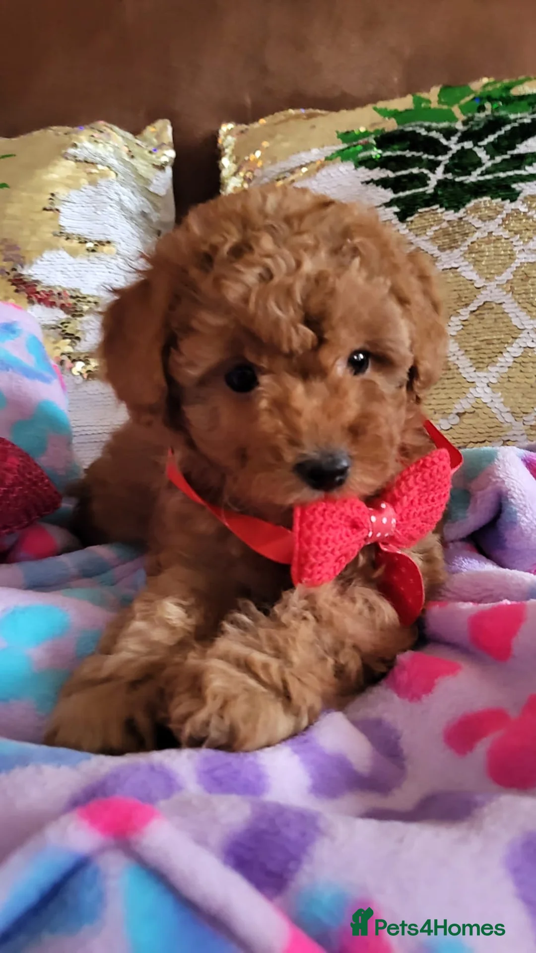 Poodle dogs for stud: Kc health tested fox red toy poodle in Stevenage - Advert 25