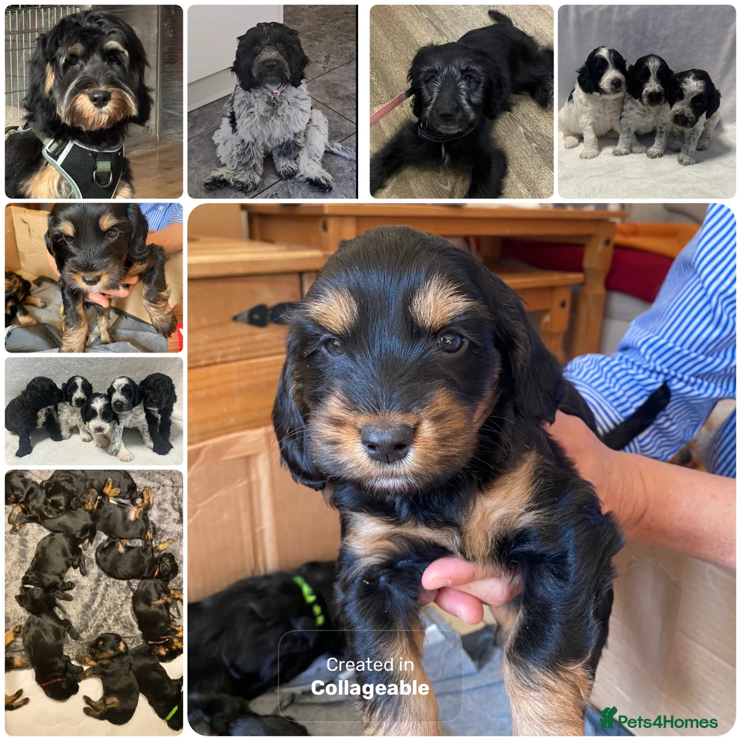 Cockapoo dogs for stud: Blue Roan & Tan-Phantom Stud in Lingfield - Advert 7