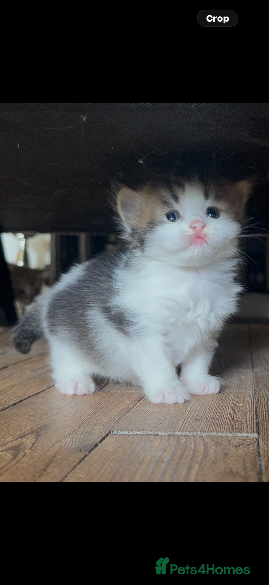 Scottish Fold cats 🩷Scottish fold x kittens 🩷 - Advert 2