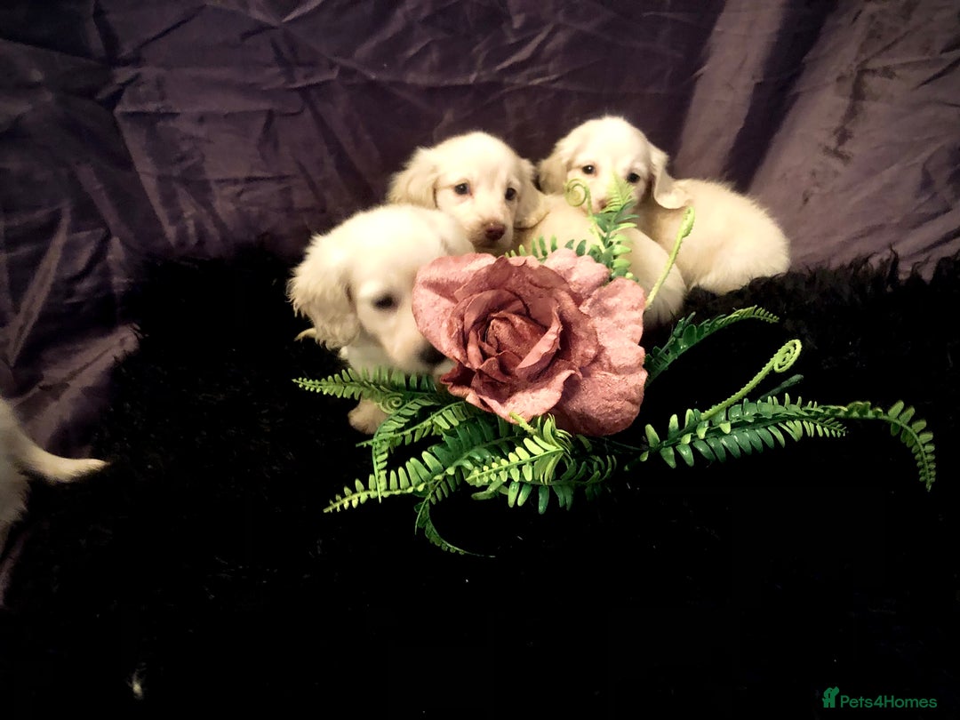 Miniature Dachshund dogs for sale: English Cream miniature dachshund  - Advert 19