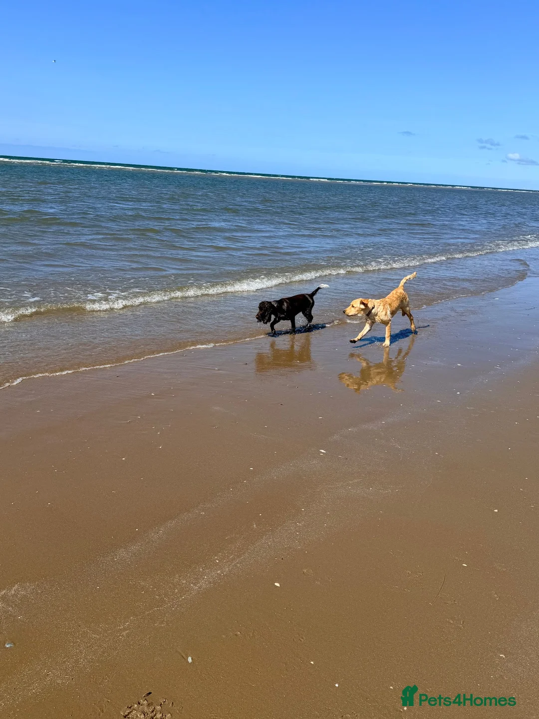 Golden Retriever dogs for sale: Golden retriever  in Blackburn - Advert 5