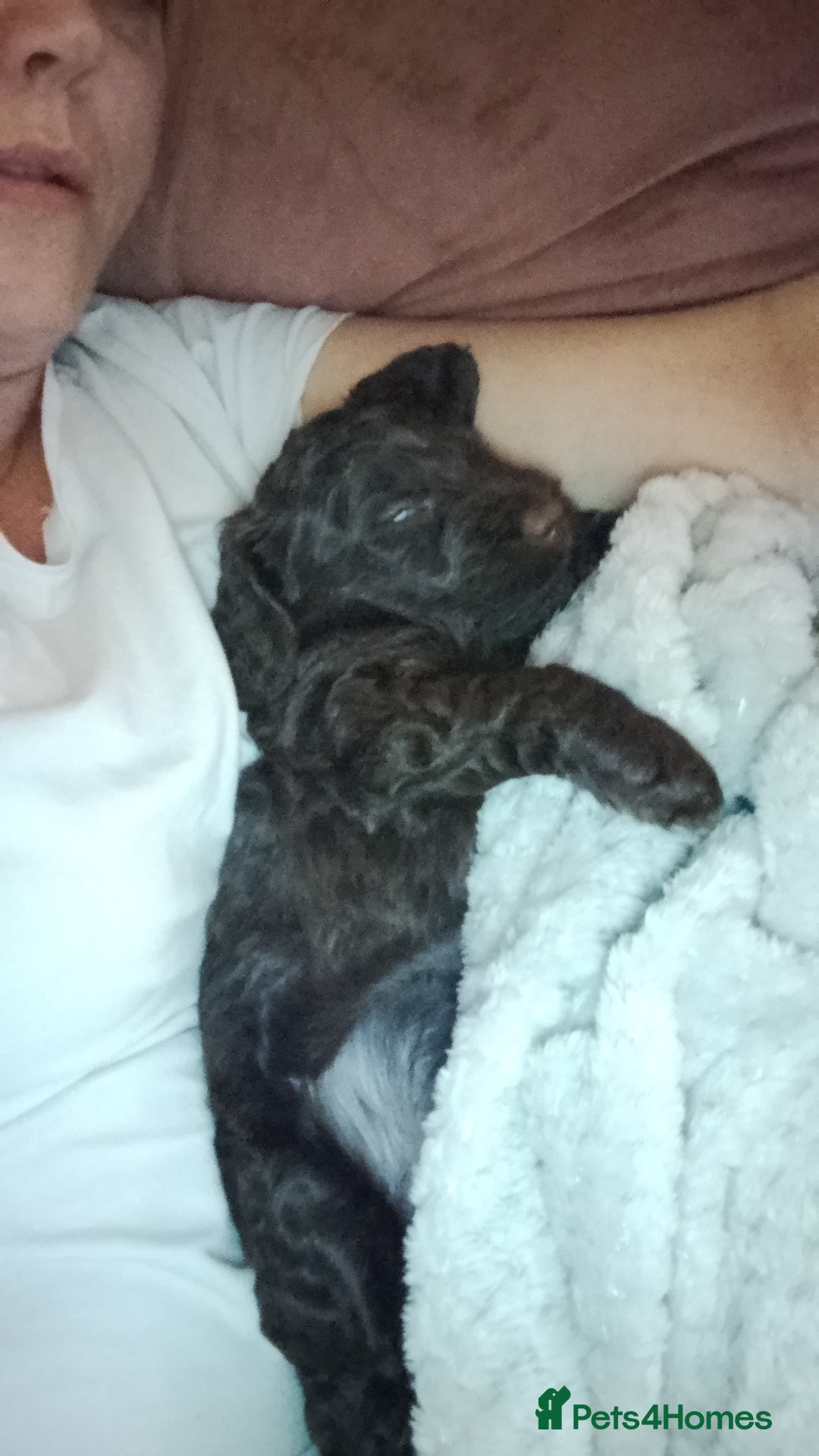 Cockapoo dogs for sale: F2 cockapoos  - Image 16