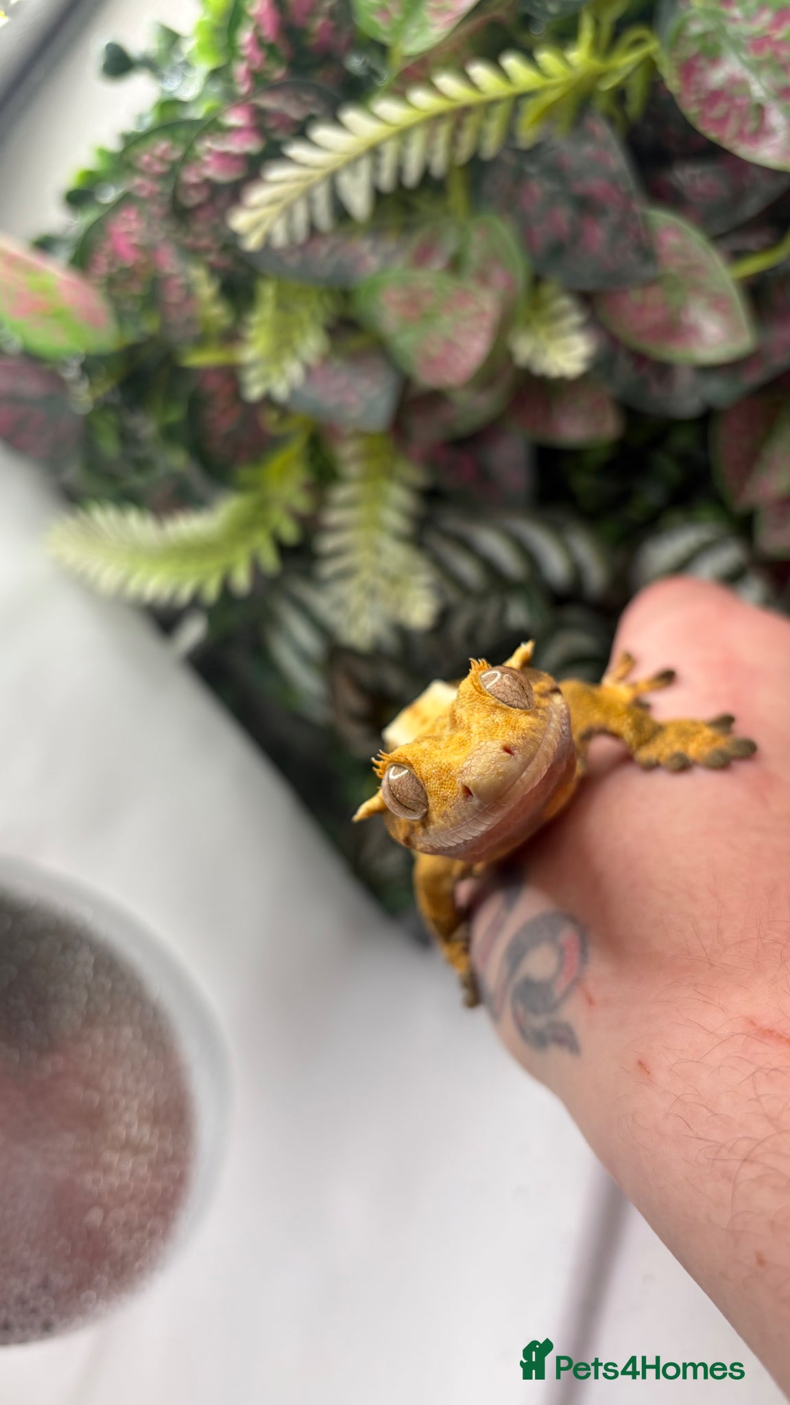 Gecko reptiles Female Crested gecko - Advert 1