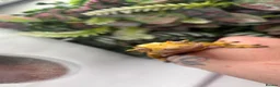 Gecko reptiles for sale: Female Crested gecko - Advert 1