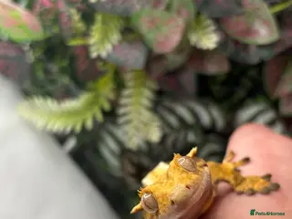 Gecko reptiles Female Crested gecko - Advert 1