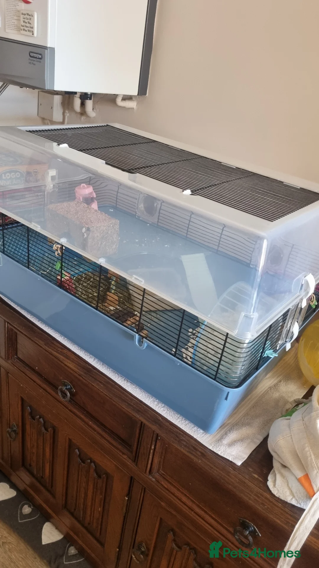 Hamster rodents for sale: Syrian hamster  in Crediton - Advert 1