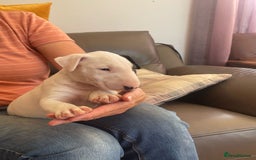 English Bull Terrier dogs for sale: English bull terrier  - Image 4