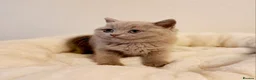 British Shorthair cats for sale: Beautiful British Shorthair Males & Females - Advert 10