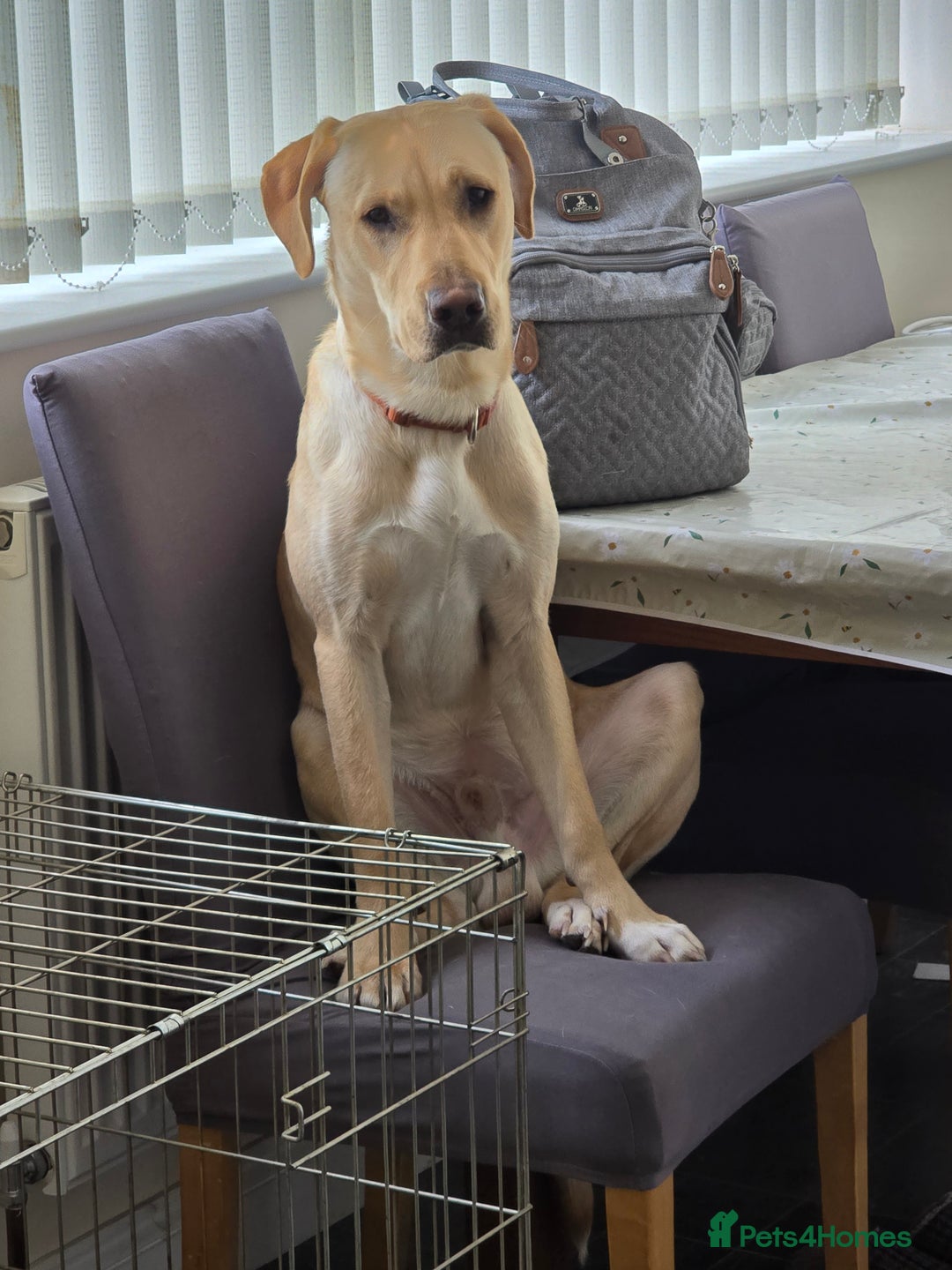 Labrador Retriever dogs for sale: Benny - Advert 1