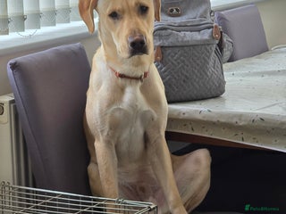 Labrador Retriever dogs Benny - Advert 1