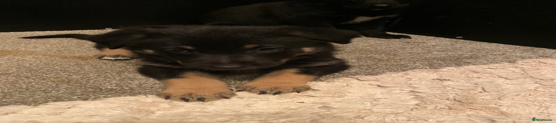 German Shepherd Puppy 6