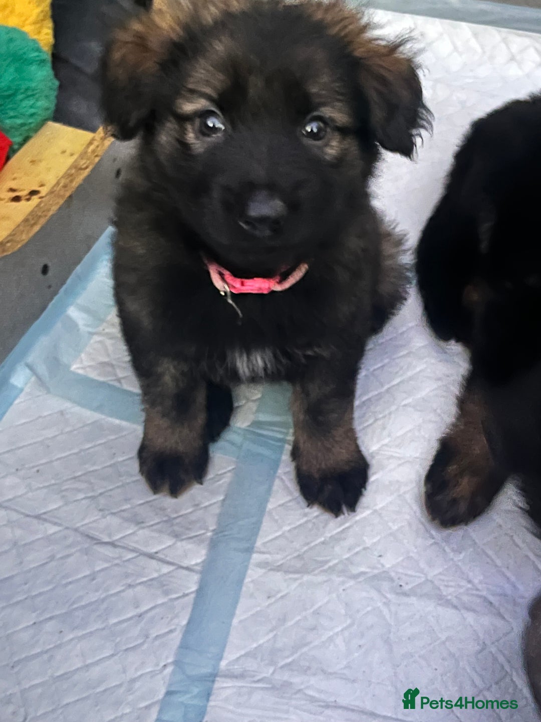 German Shepherd dogs for sale: German shepherd puppies.  - Advert 8