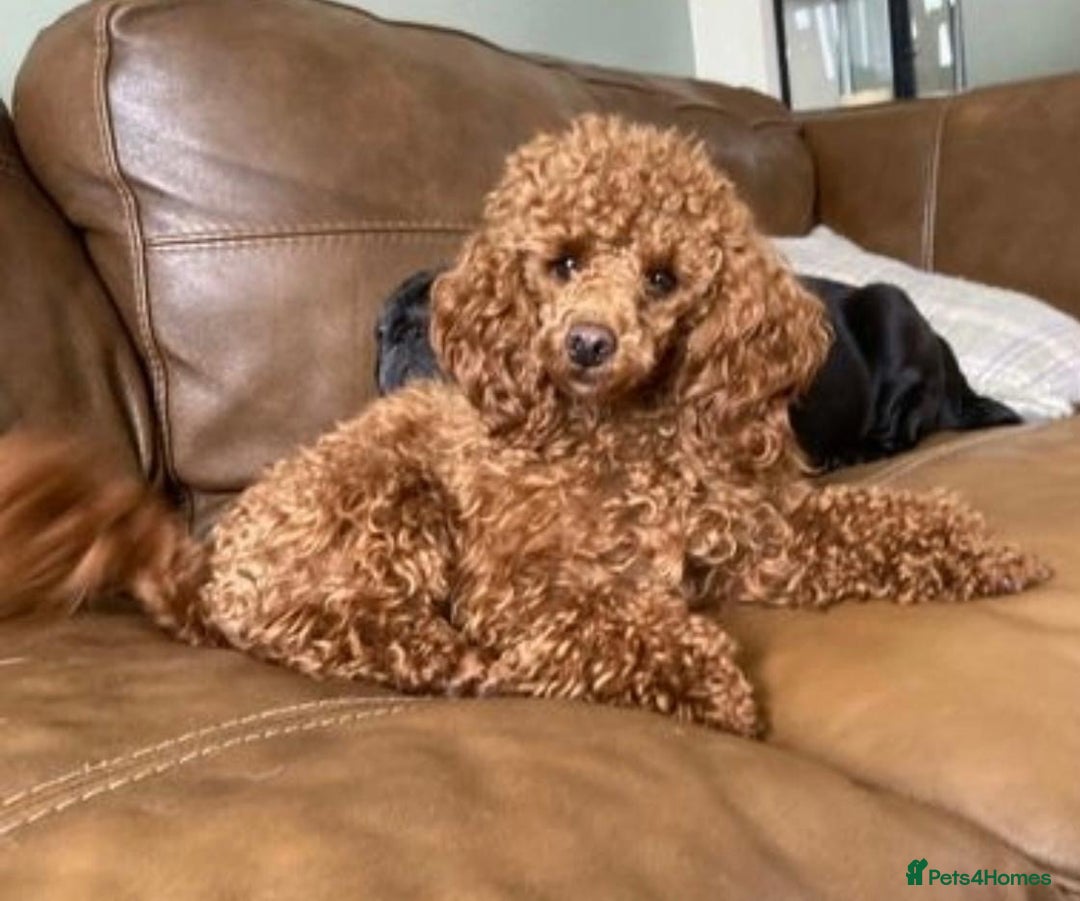 Maltipoo dogs for sale: Adorable Maltipoo  - Image 35