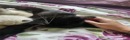British Shorthair cats for sale: 5 Beautiful fluffy kittens for sale - Advert 1