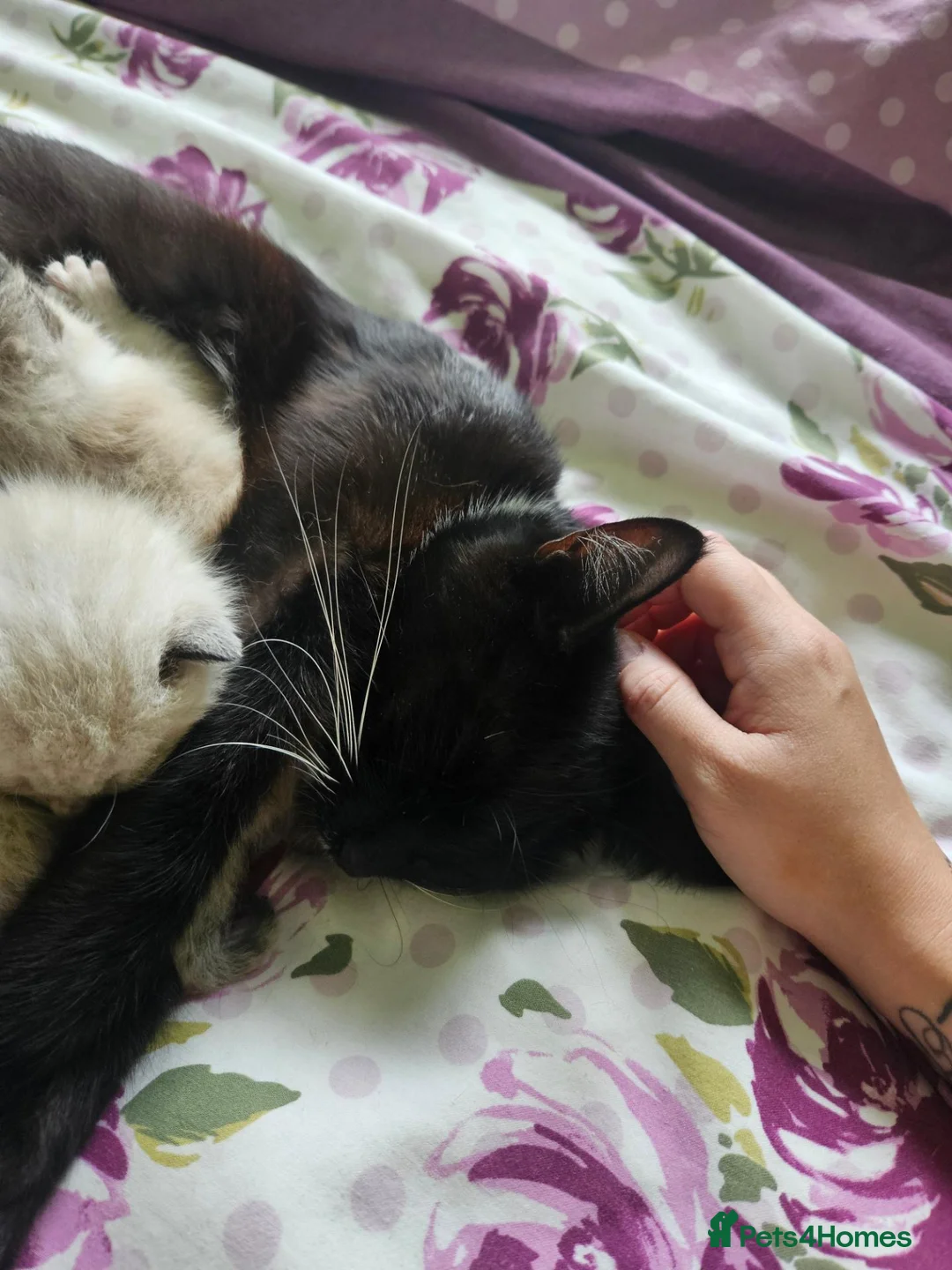 British Shorthair cats for sale: 5 Beautiful fluffy kittens for sale - Advert 1