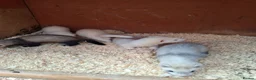 Ferret rodents for sale: Ferret kits - Advert 4