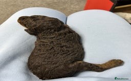 Toy Poodle dogs for sale: Toy poodle girls and boy - Image 21