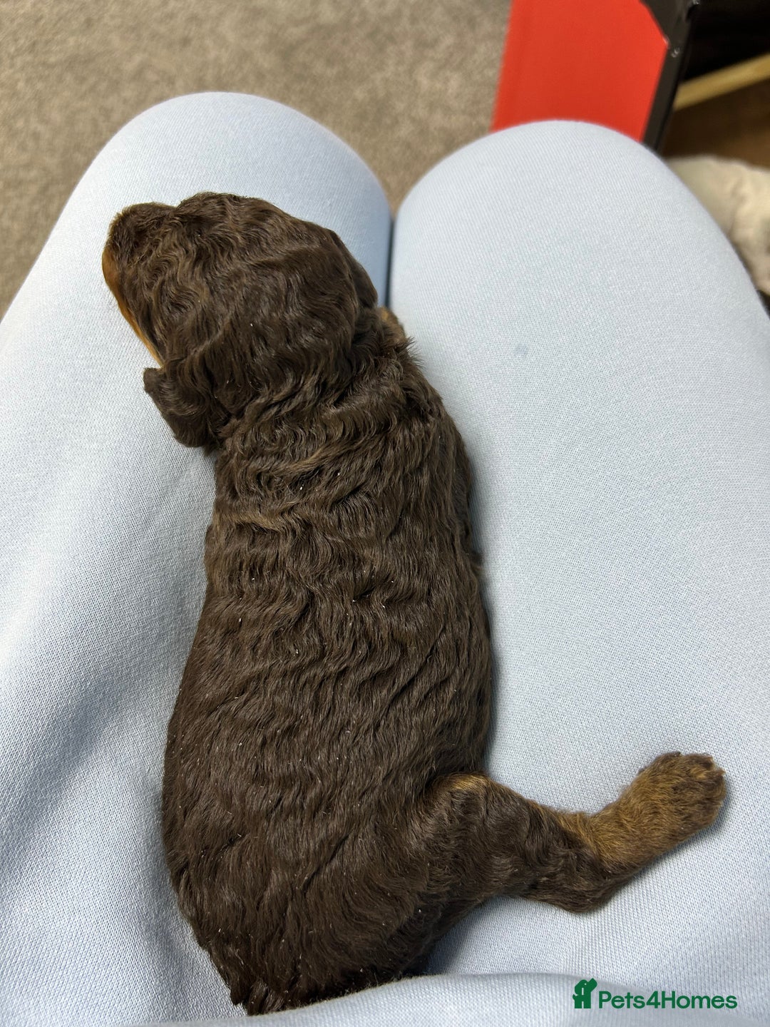 Toy Poodle dogs for sale: Toy poodle girls and boy - Image 21