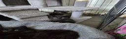 Mixed Breed cats for sale: Beautiful, playful Black kittens  - Advert 8