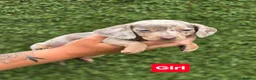 Miniature Dachshund dogs for sale: Kc registered miniature dachshund  in Newmarket - Advert 3