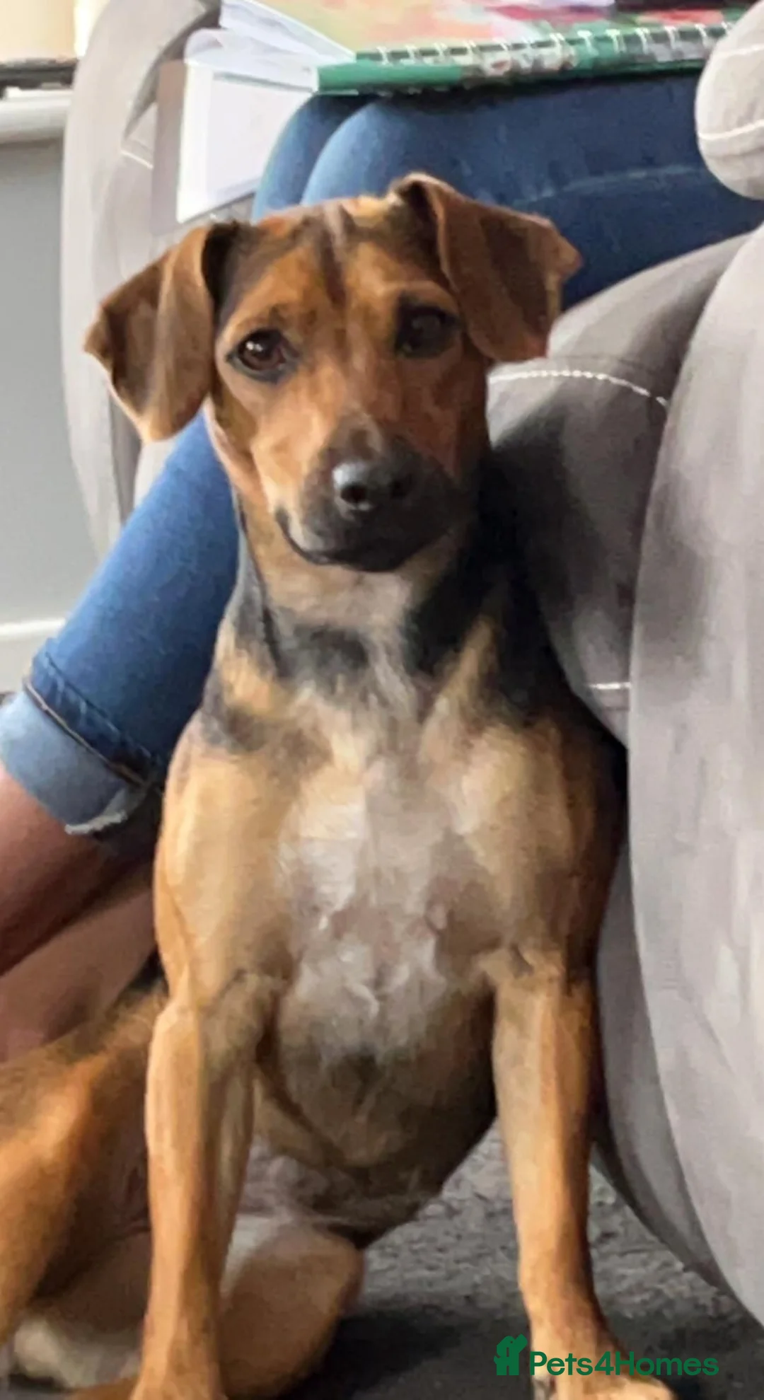 Mixed Breed dogs for sale: Cocker cross  - Advert 1