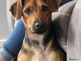 Mixed Breed dogs Cocker cross - Advert 1