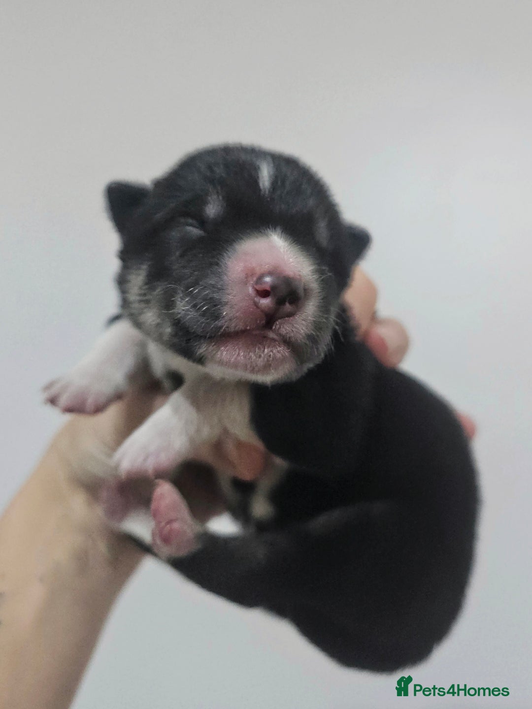 Alaskan Malamute dogs for sale: litter of chunky fluffy malamutes - Advert 9